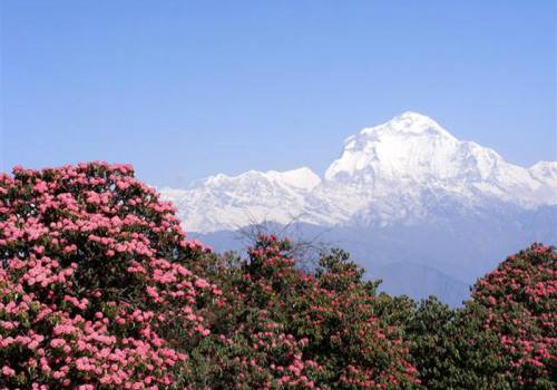 Dhaulagiri Circuit Trek