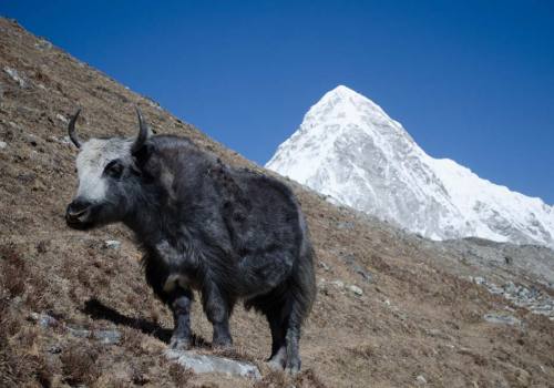 Everest View Trek